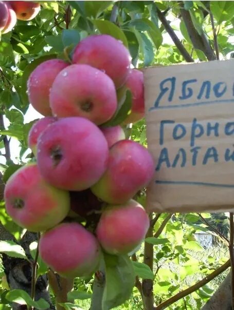 Яблоня катя описание сорта фото отзывы садоводов