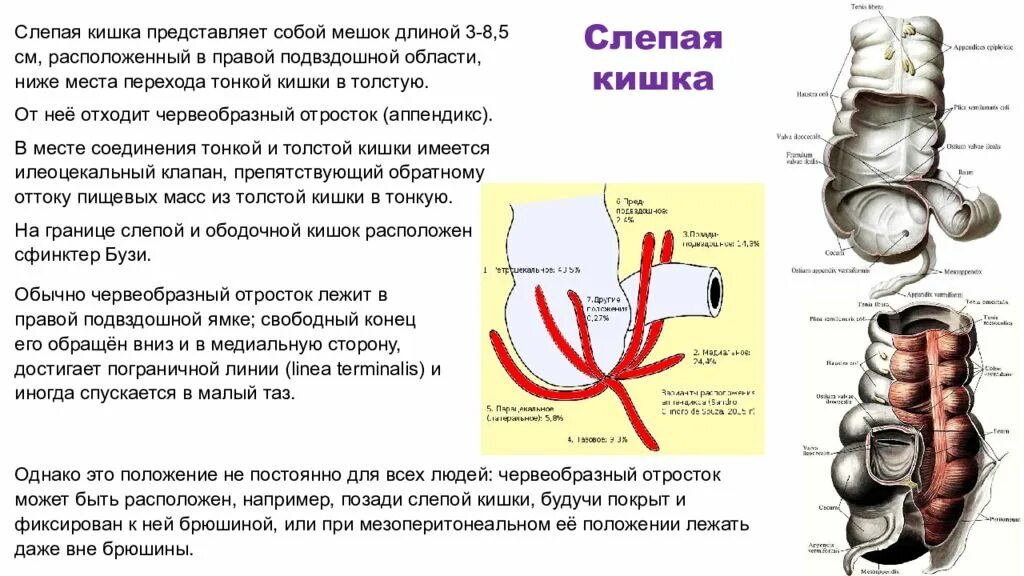 Слепая кишка развитие