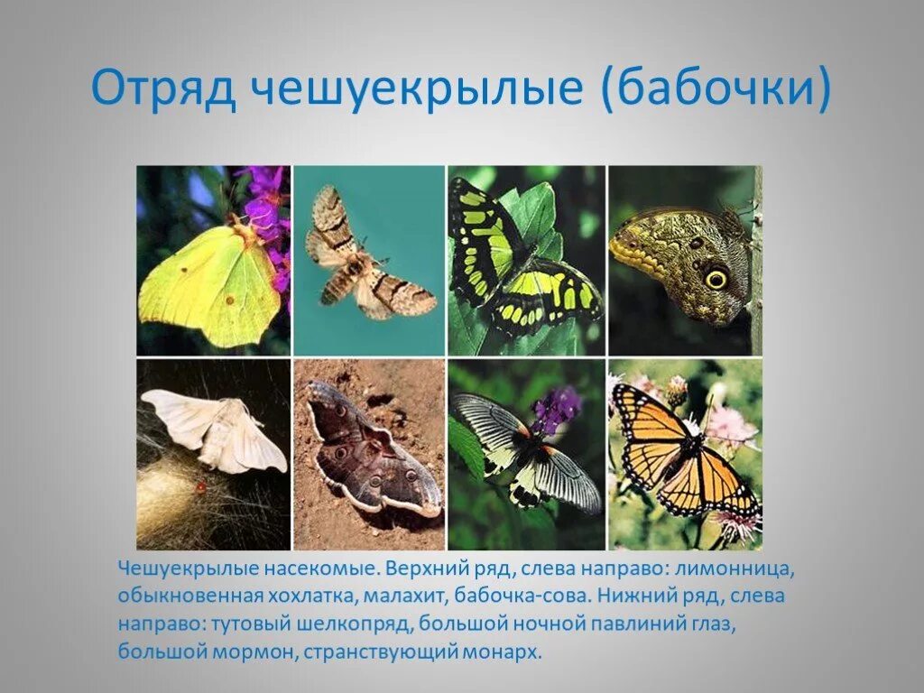 Класс насекомые бабочки. Отряд чешуекрылые бабочки. Отряд чешуекрылые или бабочки представители. Отряд чешуекрылые (Lepidoptera). Отряд чешуекрылые класс бабочки.