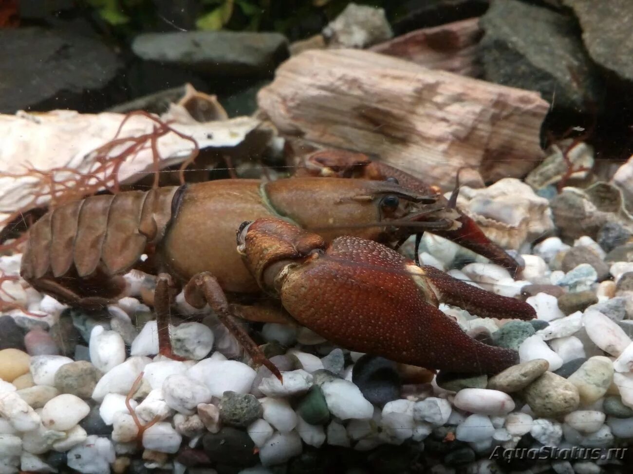 Раки скрытные. Pacifastacus leniusculus. Гидробионты ракообразные Калуга. Сомик с клешнями.