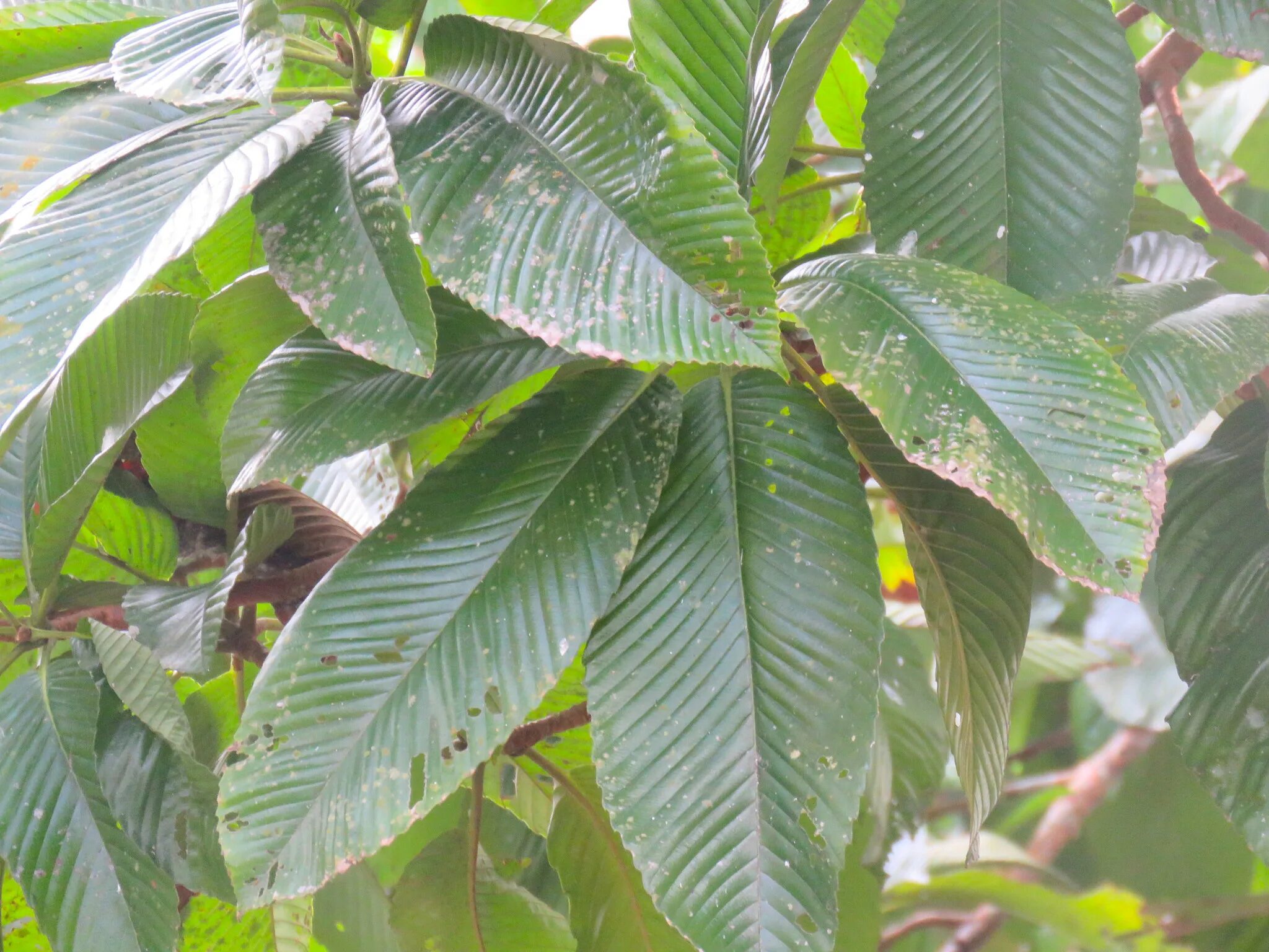 Elephant apple. Dillenia Indica, Дилления индийская, Чалта.. Дилления индийская. Семейство Диллениевые Dilleniaceae. Elephant Apple at Kakkayam dam дерево.