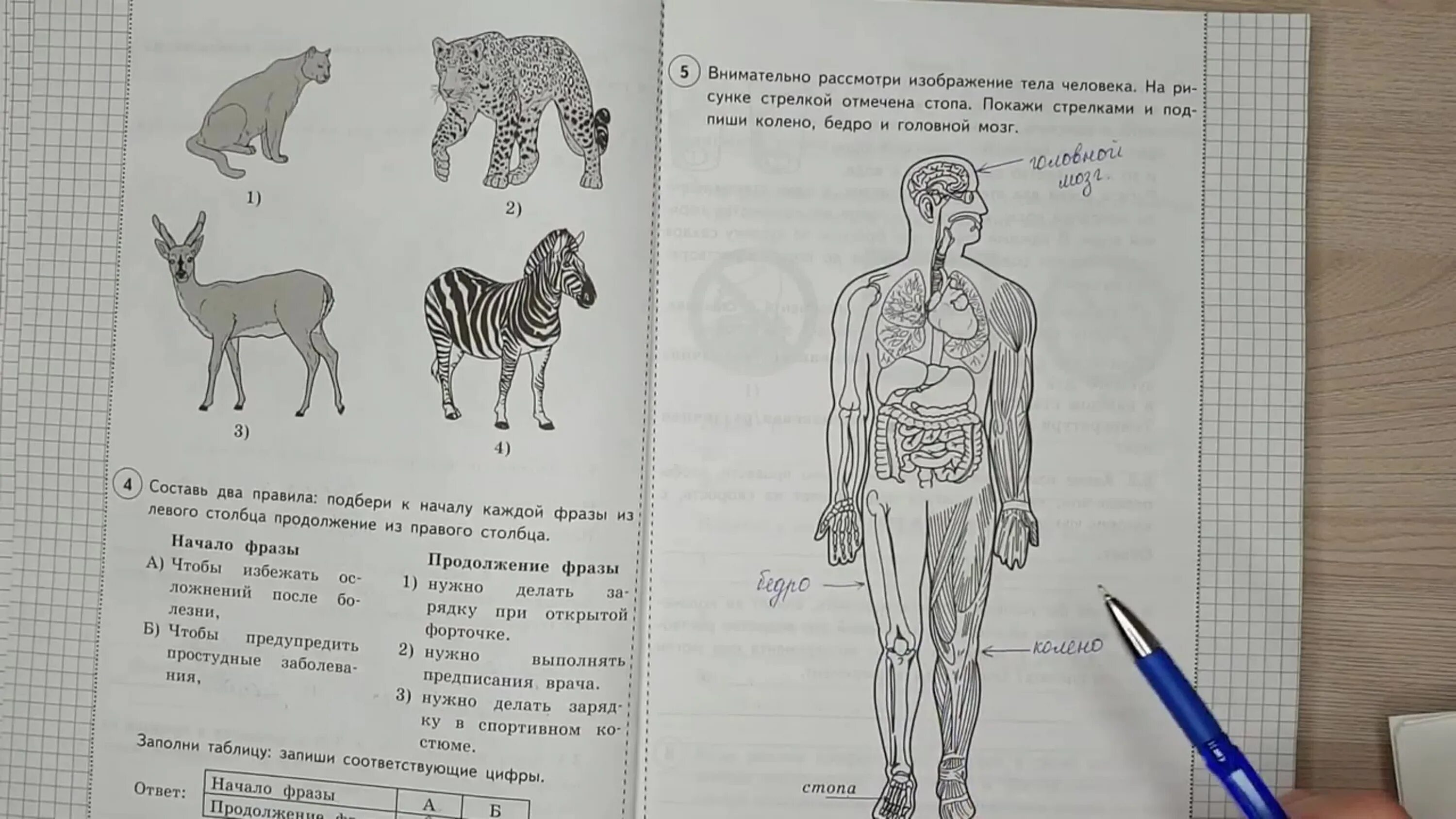 Решу впр 4 класс окр мир ответы. ВПР 4 класс окружающий мир 2021 Волкова. ВПР 4 класс окружающий мир 2022 25 вариантов с ответами. ВПР окружающий мир 4 класс 1 задание. ВПР окружающий тело человека.