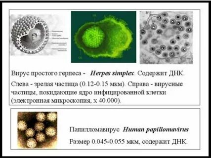 К герпесвирусам относятся
