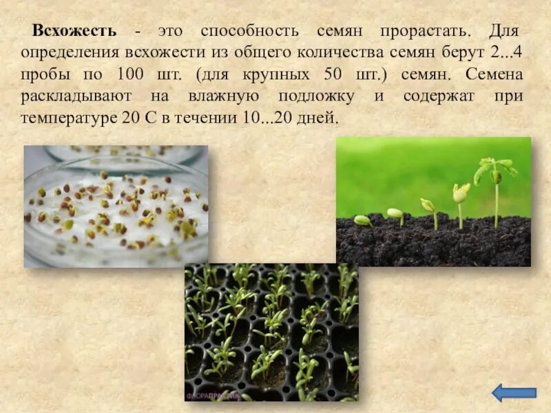 Лабораторная работа всхожесть семян. Всходы и прорастание семян. Прорастание семян цветковых растений. Семена всхожесть. Разная всхожесть семян растений.