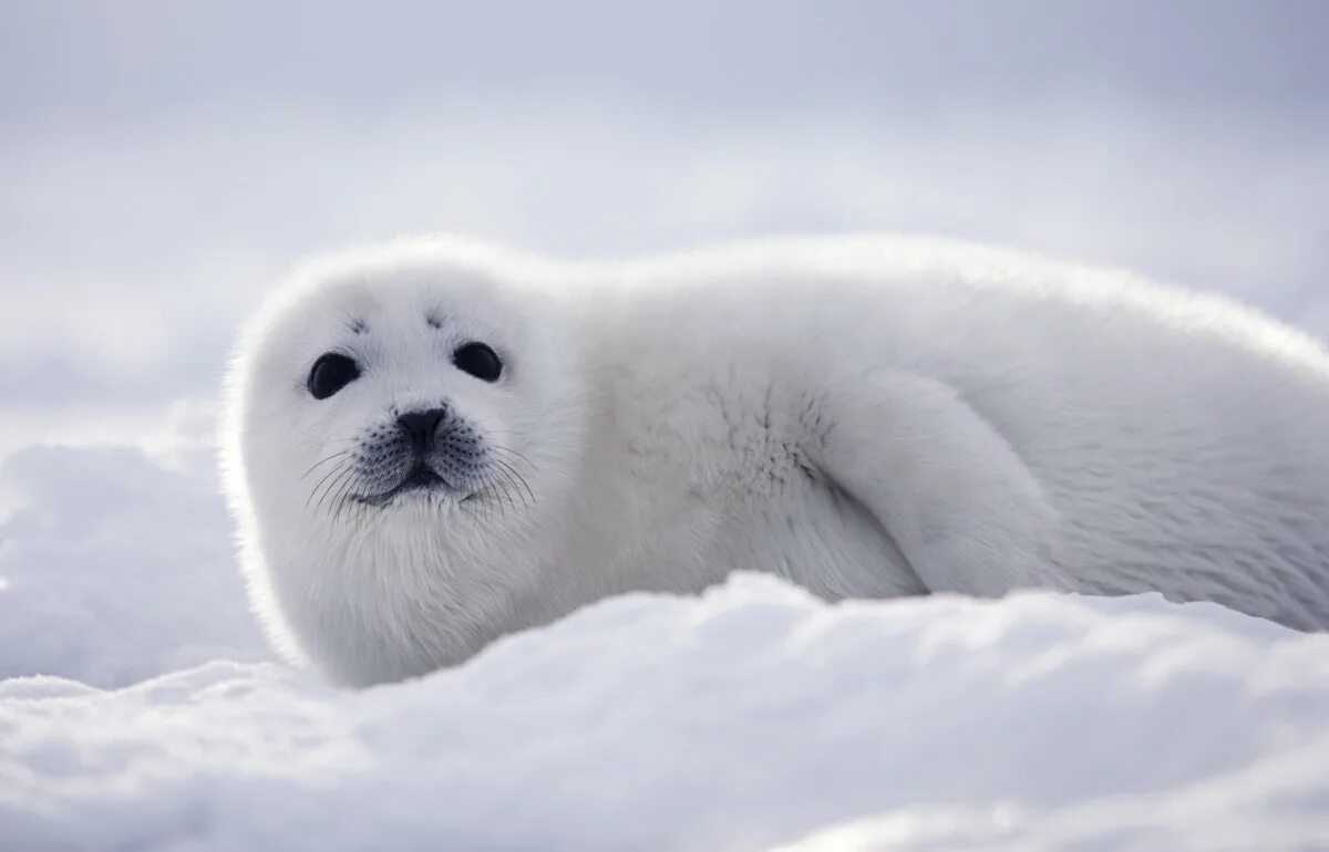 Кольчатая нерпа белек. Белёк детеныш нерпы. Белек нерпы. Белёк детеныш тюленя. Байкальская нерпа белек.