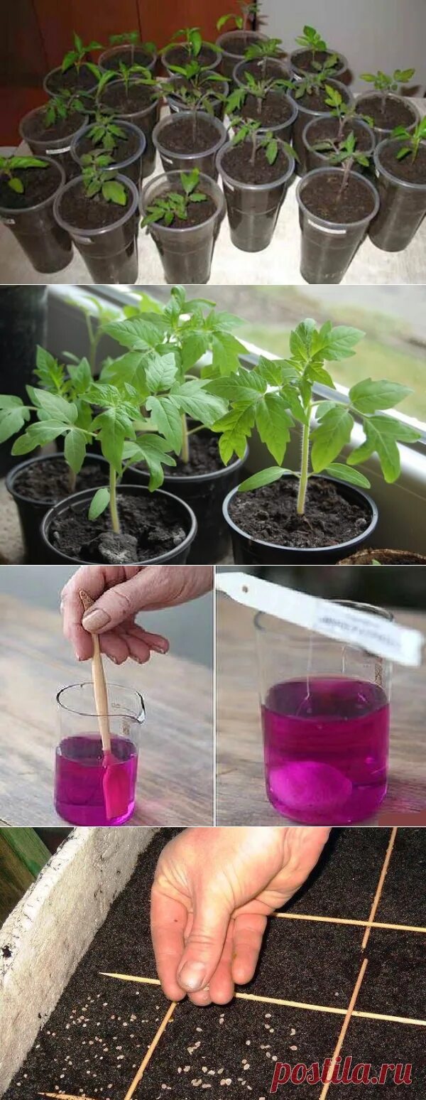 Как правильно посадить томаты на рассаду. Как вырастить помидор из семечки. Как сажать семена помидор. Как посадить помидоры на рассаду правильно дома.