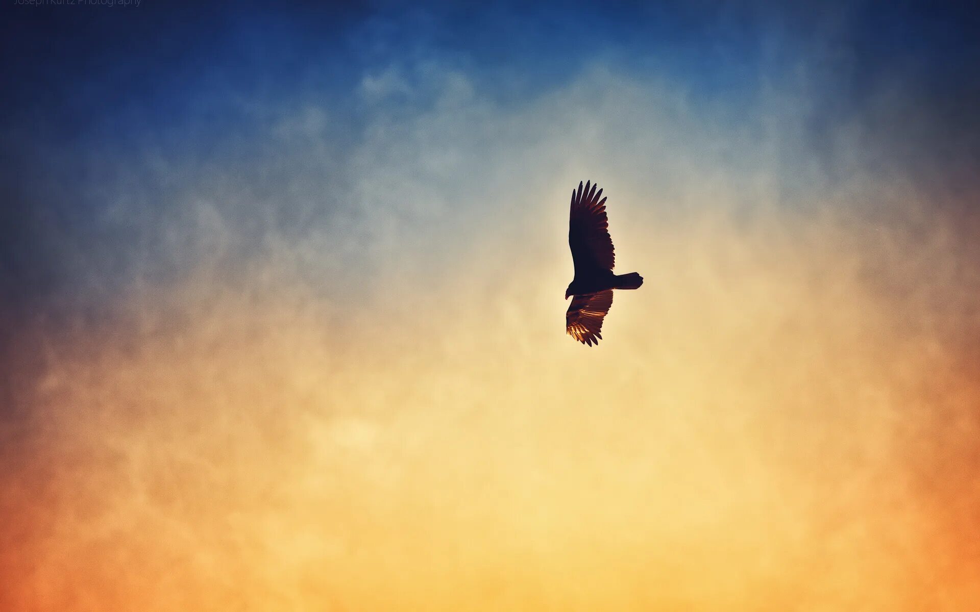 Способность птиц летать всегда привлекала человека основная. Птица в полете. Птицы в небе. Птица высокого полета. Птица свободы.