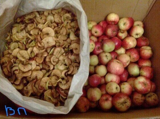 Влияет ли сорт яблок на засушивание. Хранение сушеных яблок. Яблоки в опилках. Сухая яблоня. Сушеные яблоки в банках.