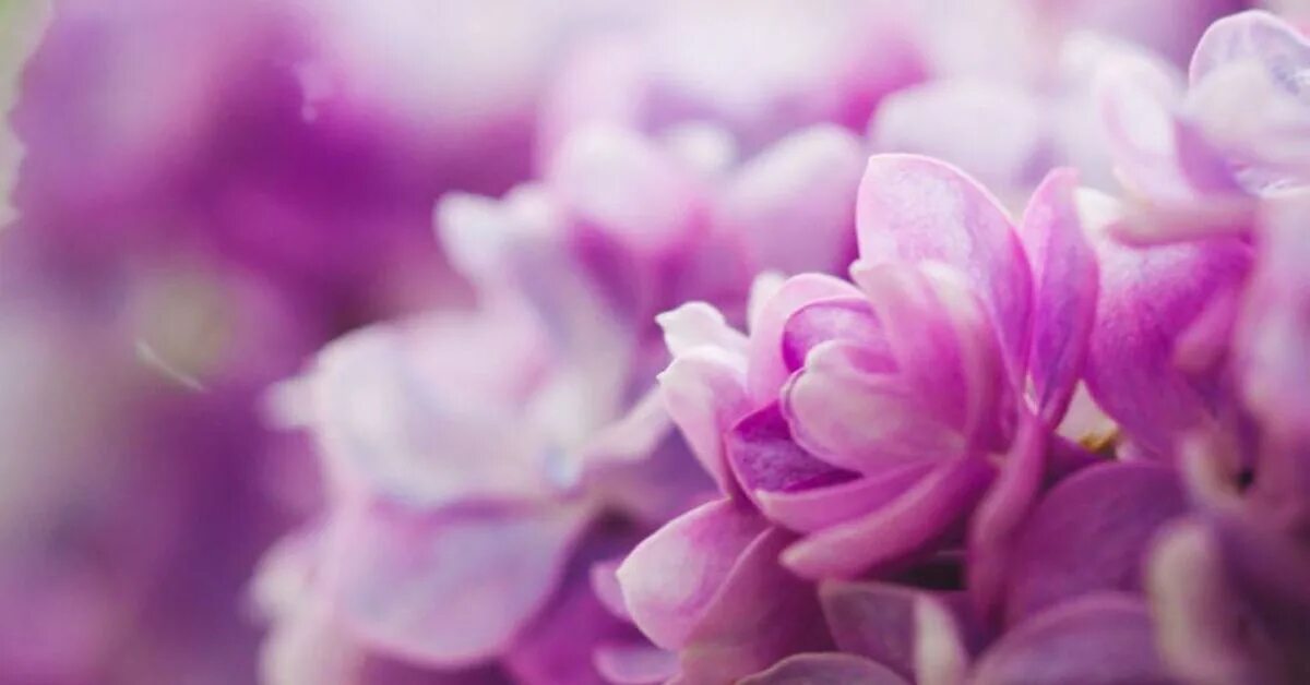 Розово фиолетовые картинки. Сирень Пирассе Пинк. Сиреневые цветы. Фиолетовые цветы. Цветущая сирень.