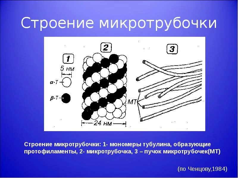 Структуры содержащие микротрубочки. Схема строения микротрубочек. тубулиновые микротрубочки. микротрубочки строение. строение микротрубочек.