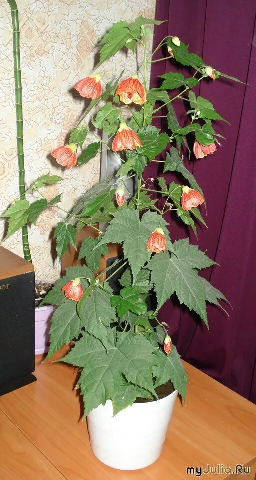 лист растения клен. цветы с листьями как у клена. клён дланевидный. комнатное растение с листьями похожими на кленовые. американский клен сорняк.