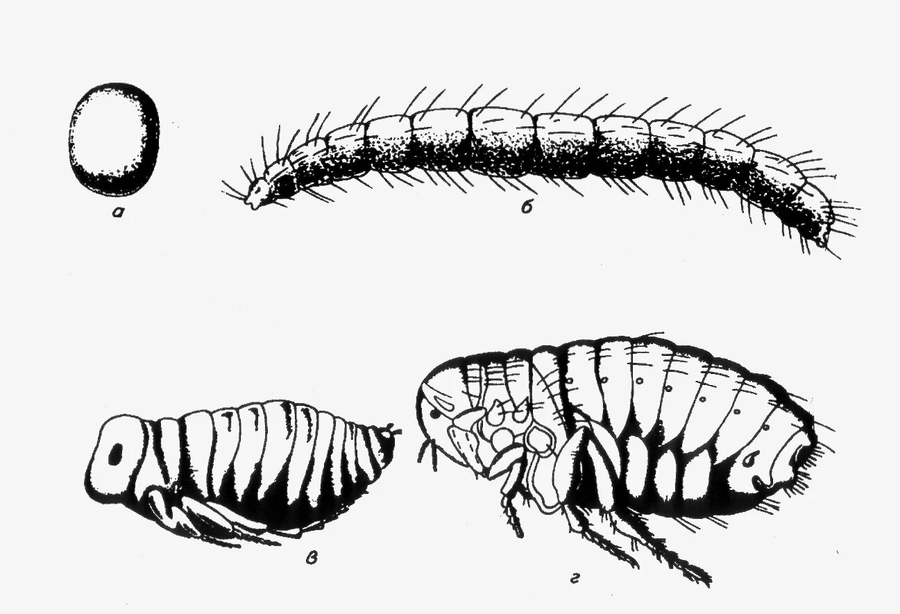 Личинки блохи червеобразные. Личинки и Имаго насекомых. Блохи метаморфоз.