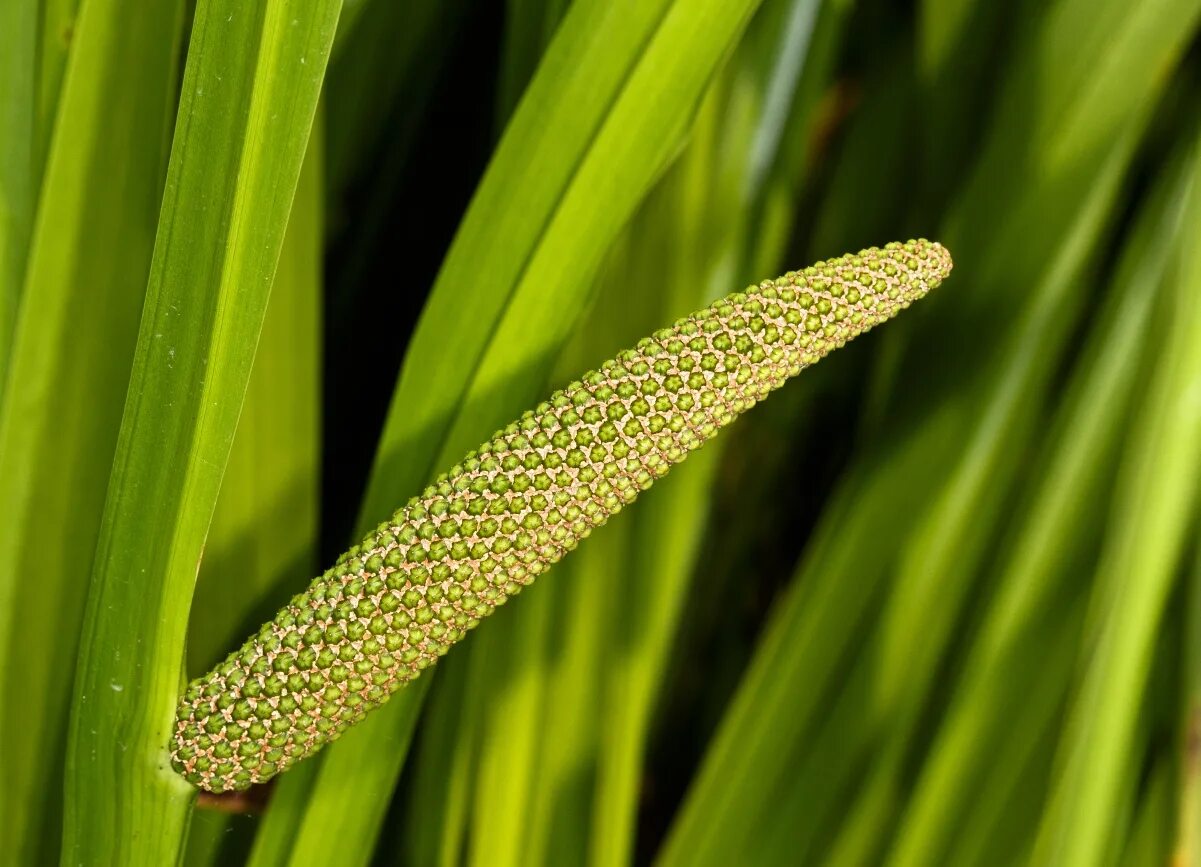 АИР обыкновенный - Acorus Calamus. АИР болотный (Acorus Calamus). АИР обыкновенный (Acorus Calamus l.). АИР обыкновенный (а. болотный) - Acorus Calamus..