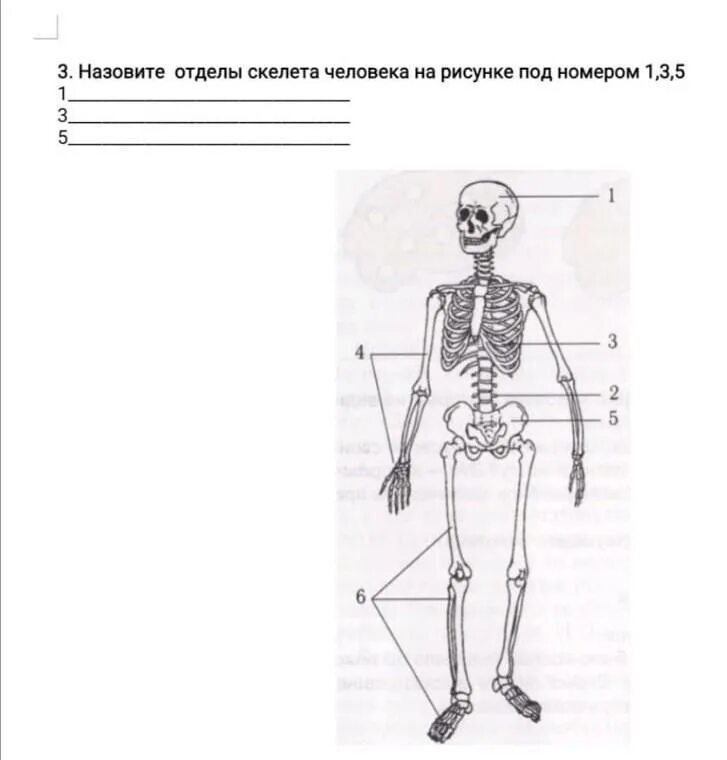 Тест по скелету человека с ответами. Тест по скелету человека с ответами