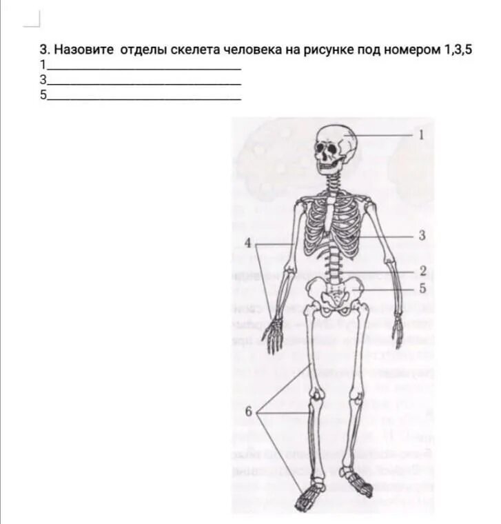 Назовите отделы скелета человека. Назовите отделы скелета человека на рисунке. Отделы скелета человека рисунок. Строение скелета по отделам.