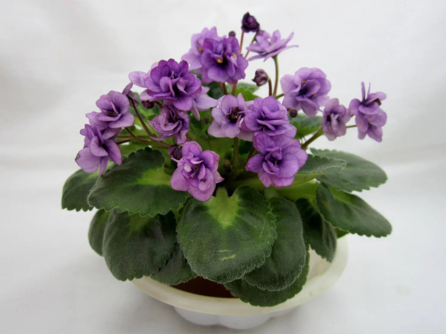 Фиалка little axel (anthoflores). Jolly magic фиалка. Фиалка little. Фиалка little pink clouds. Фиалка mac's jubilant jamboree.