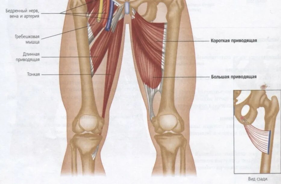 А также внутренней поверхности. Приводящие мышцы бедра фасции. Абдукторы и аддукторы. Гребенчатая тонкая приводящая мышца бедра. Большая приводящая мышца бедра гребенчатая мышца.