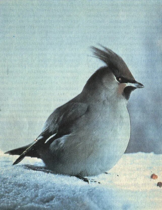 Хохлатый дрозд. Как называется воробей с хохолком. Как называется воробей с хохолком. Птичка жаворонок с хохолком. Птенец хохлатого жаворонка.