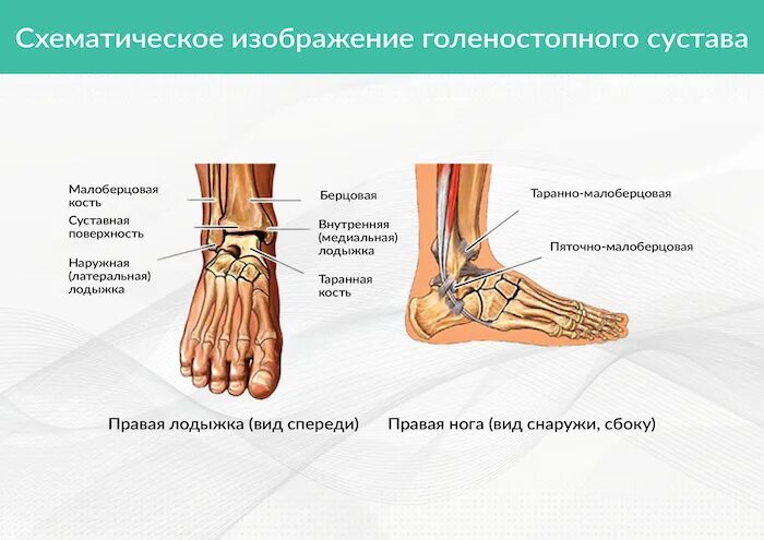 Боли в голеностопном суставе при движении. Строение сухожилий голеностопного сустава. Голеностопный сустав анатомия латеральная лодыжка. Болит голеностоп спереди. Голеностопный сустав суставные поверхности.