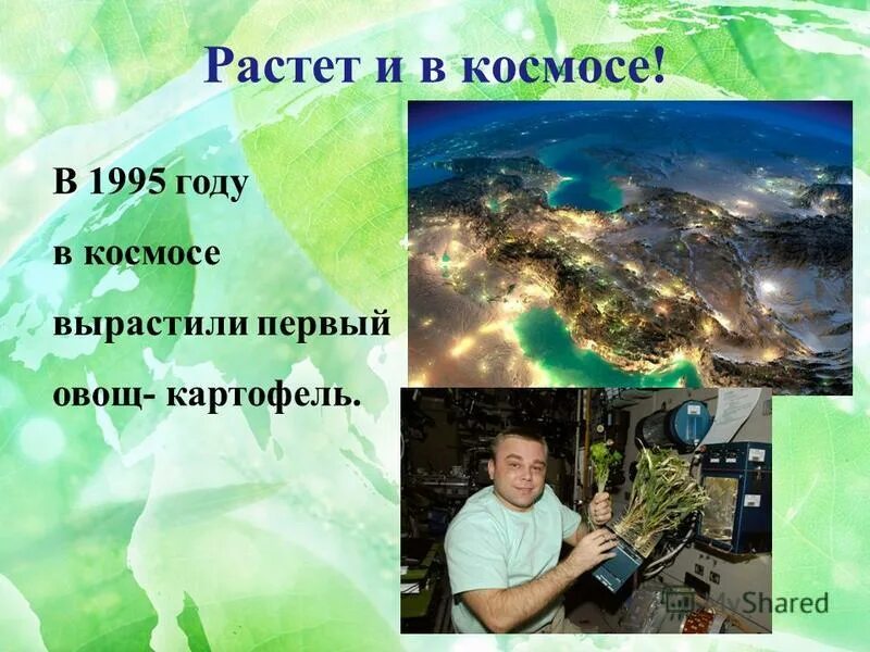 Первый овощ выращенный в космосе. Картофель выращенный в космосе. Картофель в космосе выращивание. Космическая картошка фото.