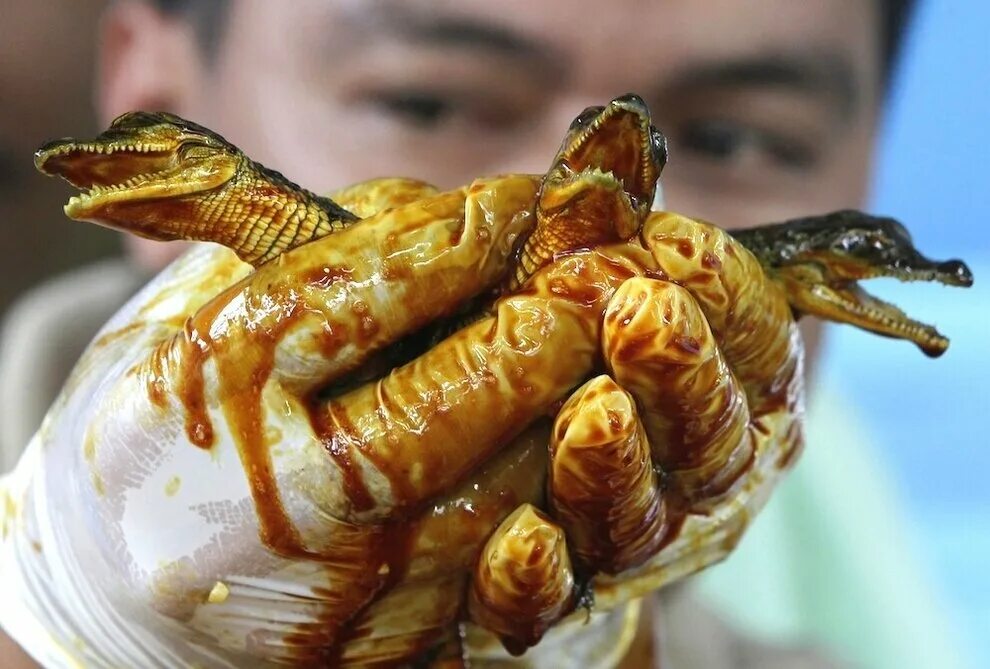 новорожденные крокодилы. гребнистый крокодил детеныши. рождение крокодила. крокодил вылупляется из яйца. новорождённые крокодилы.