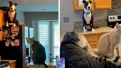 Коте компания
