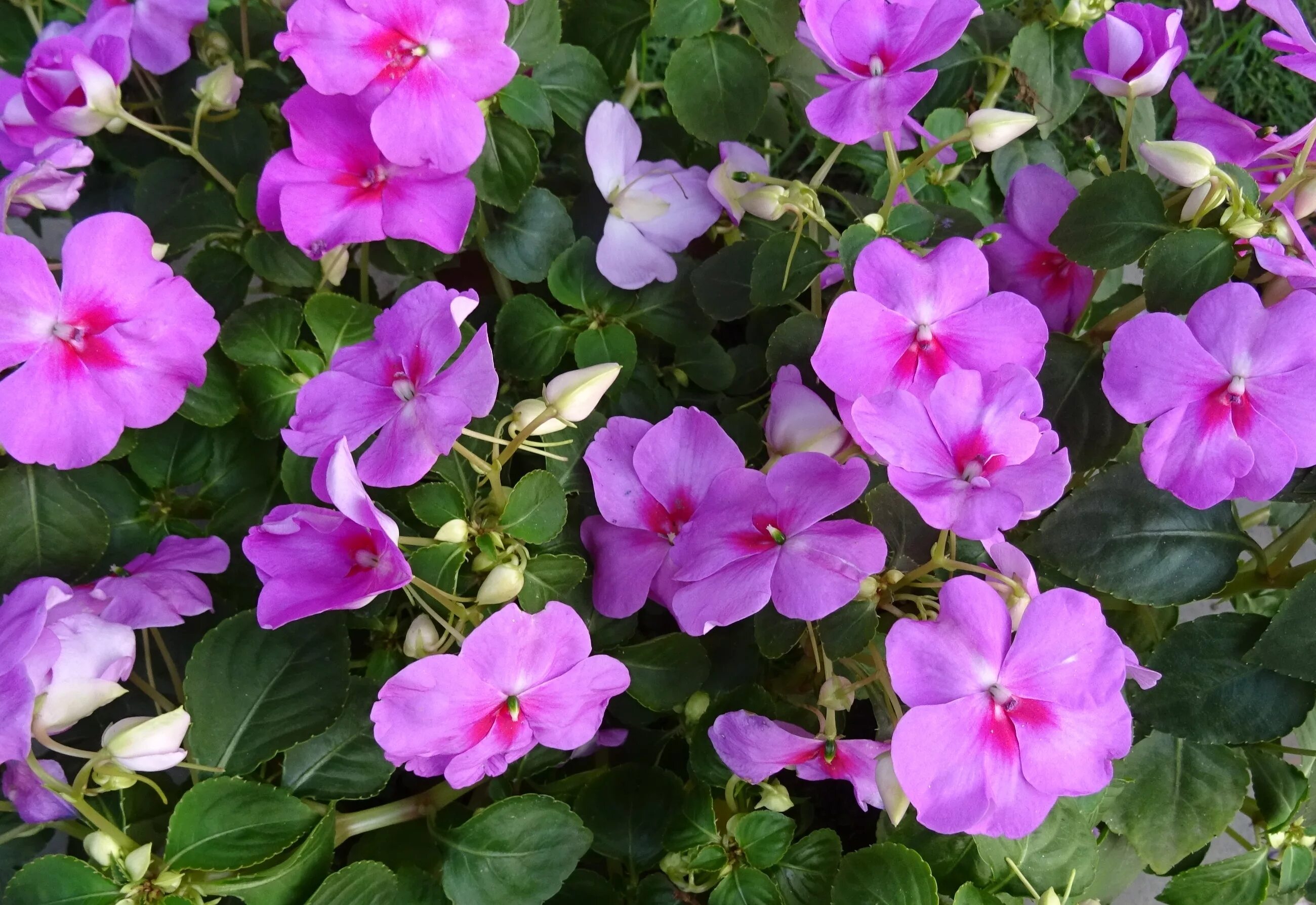 Импатиенс ампельный хайлайт f1 коралл. Бальзамин impatiens. Импатиенс ампельный хайлайт f1 коралл. Бальзамин уоллера оранж. Бальзамин уоллера (impatiens walleriana).