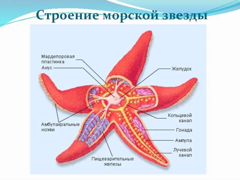 Где находится морская звезда