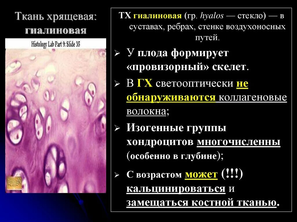 Гиалиновый хрящ ткань функции. Изогенные группы гиалинового хряща. Группа гиалинового хряща ткани. Гиалиновая хрящевая ткань волокна.