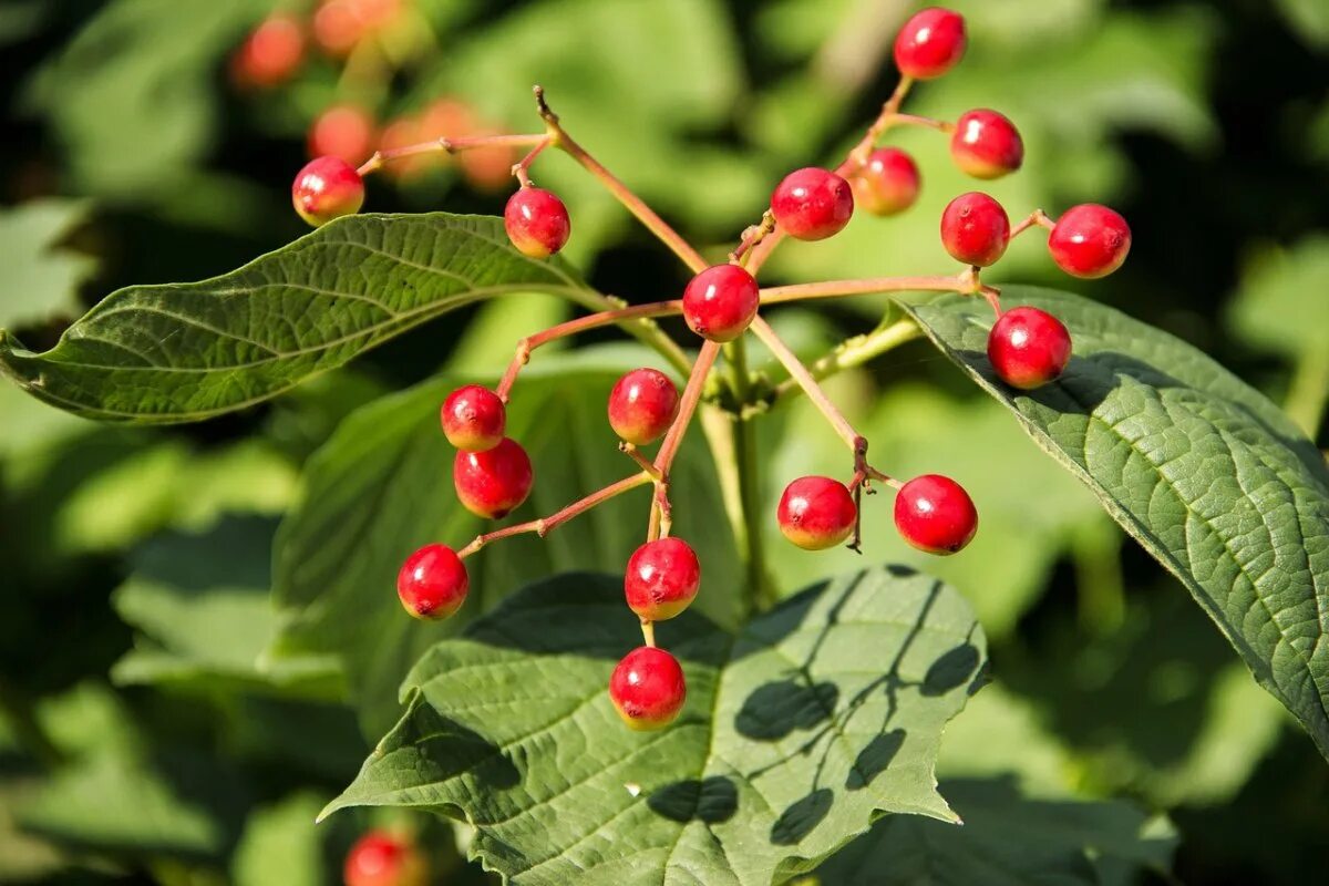 Красная тута. Калина (Viburnum). Жимолость Лесная. Жимолость Лесная плоды. Кустарник с красными несъедобными ягодами.