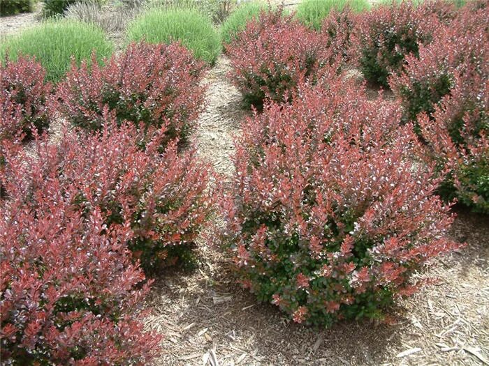 Барбарис Тунберга Pygmy Ruby. Барбарис Тунберга Пигми Руби. Berberis thunbergii Pygmy Ruby. Барбарис Тунберга пигмируби.