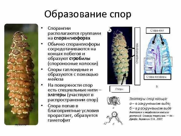 Формирования спорангиев. Стробила и спороносный колосок. Стробил хвоща. Строение стробила хвоща. Спорангиофоры хвощей.