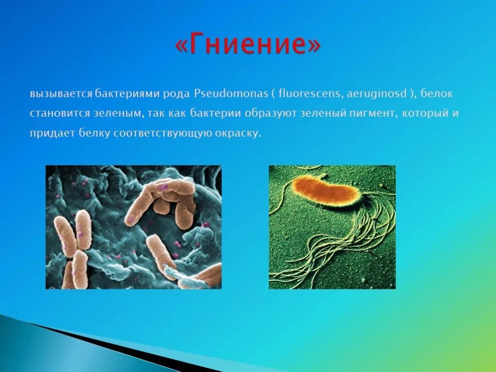 Гнилостные бактерии 5 класс биология. Бактерии гниения. Бактериями вызывается. Микроорганизмы гниения.