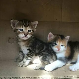 Объявление бесплатных котят кикма