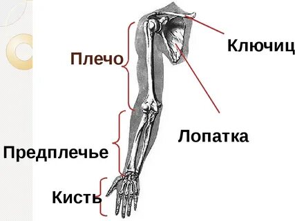 Как правильно называется плечо