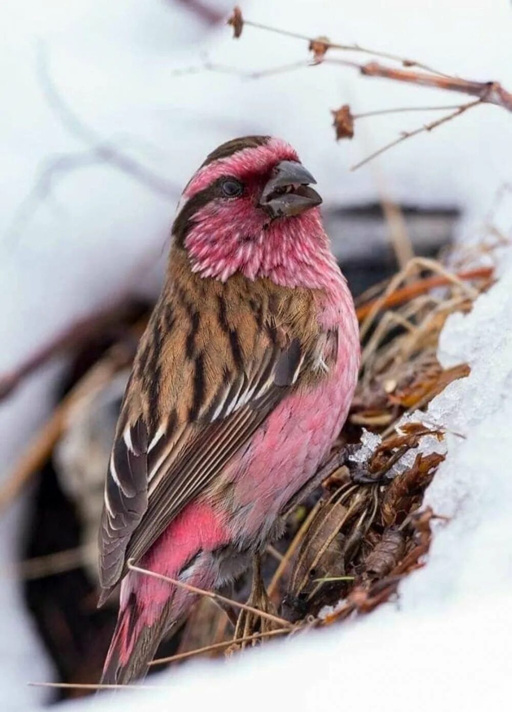 Маленькая розовая птица. Урагус птица. Розовый Зяблик. Урагус розовый. Птица с розовой грудкой.