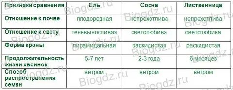 Отношение к свету у ели