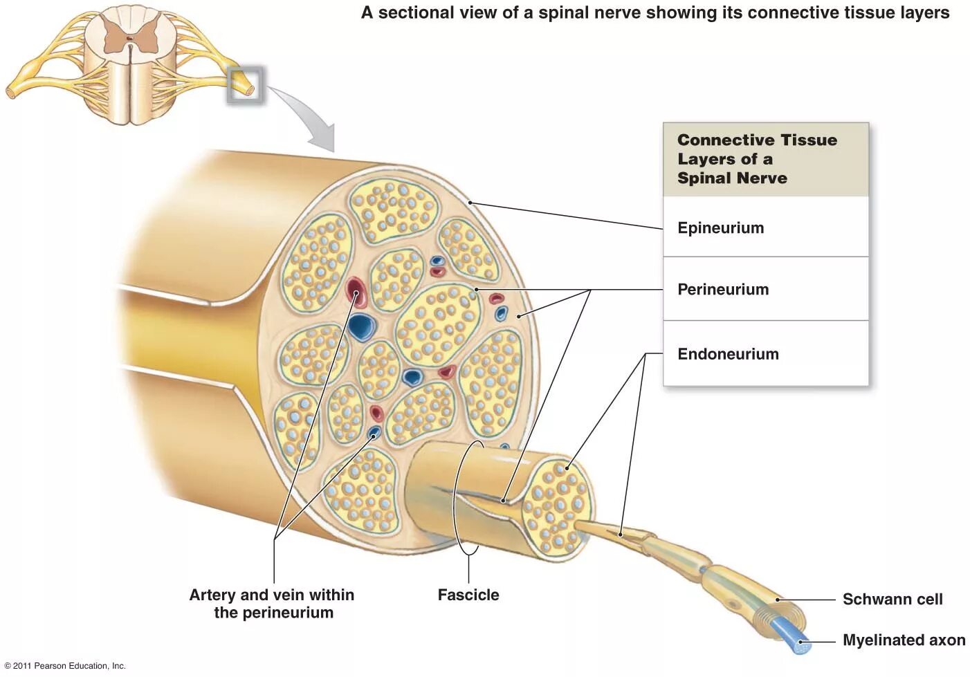 Строение нерва рисунок. Peripheral nerve. Nerve structure. Structures of peripheral nerve Fiber. Коннектив нерв система.