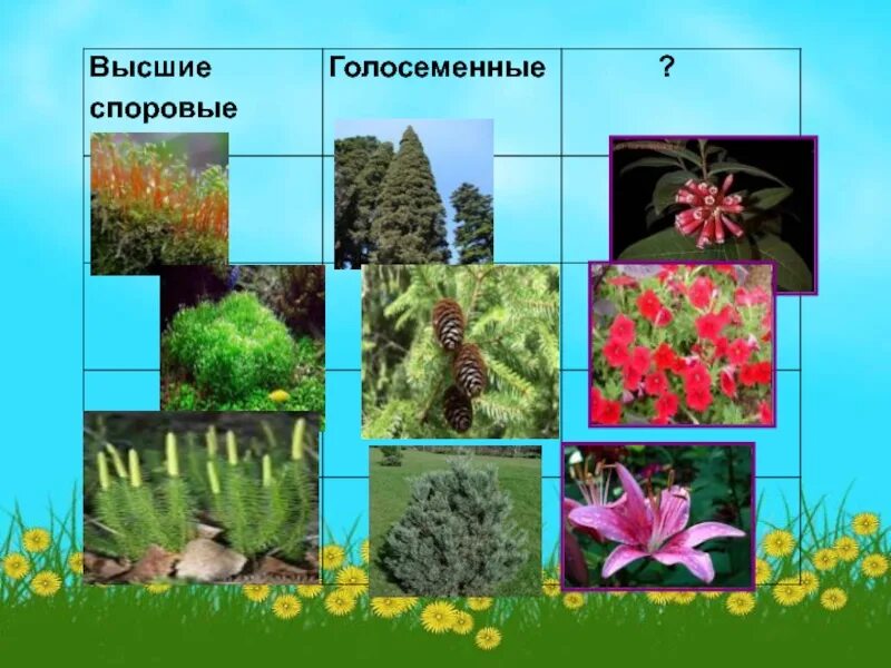 Голосеменные и цветковые. Голосеменные и Покрытосеменные растения. Представители голосеменных и покрытосеменных растений. Таблица по биологии Голосеменные и Покрытосеменные.