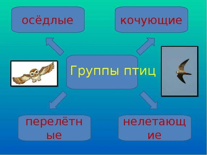 Оседлые это какие. Кочующие птицы. Группа кочующих птиц. Оседлые птицы. Группа птиц оседлая кочующая.