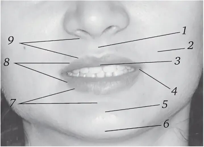Части губ рта. Строение губ человека. Губоподбородочная складка анатомия.