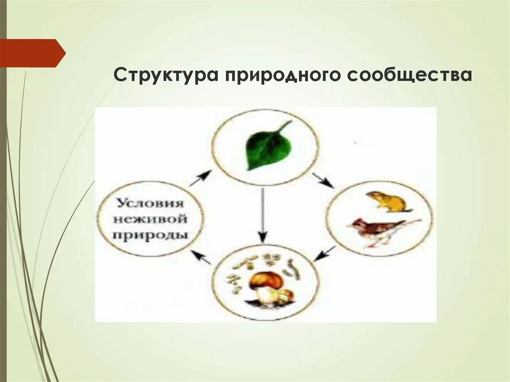 Урок биологии 5 класс природные сообщества пасечник. Структура природного сообщества. Схема природного сообщества. Схема структура сообщества. Структура природного сообщества схема.