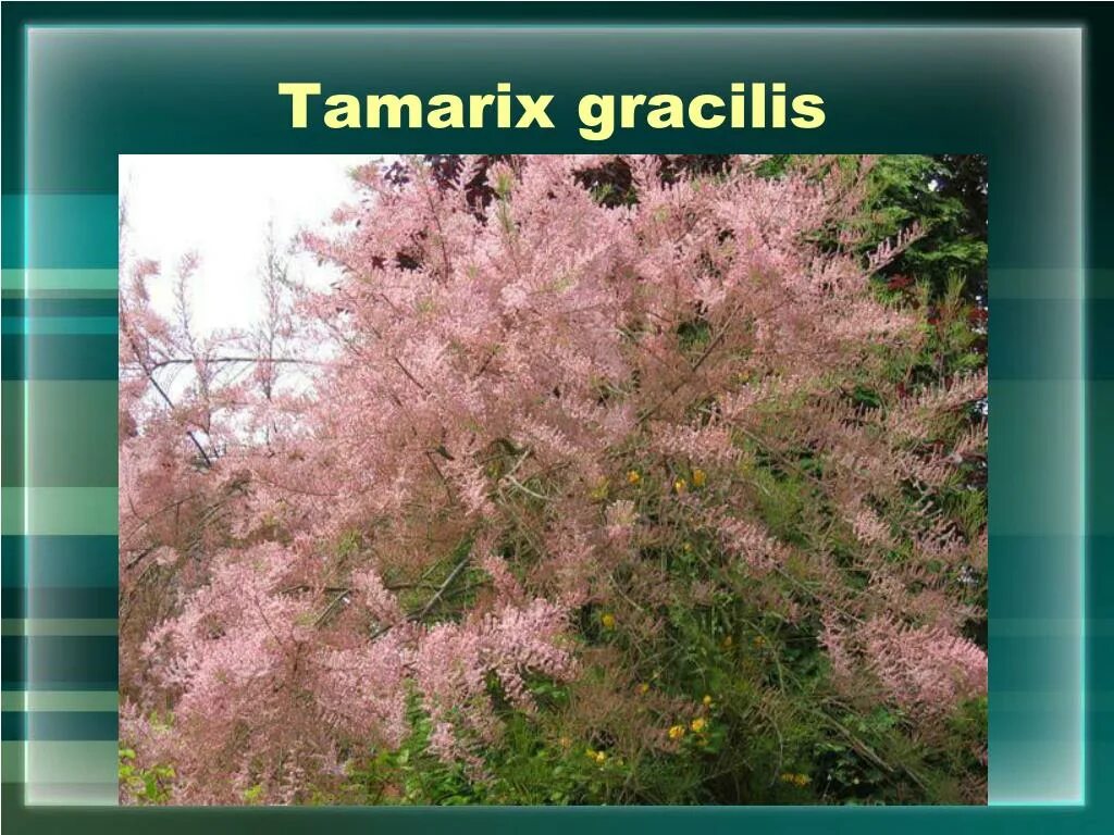 Тамарикс изящный (Tamarix gracilis). Тамарикс галофит. Китайская сирень тамарикс. Тамарикс - Божье дерево.