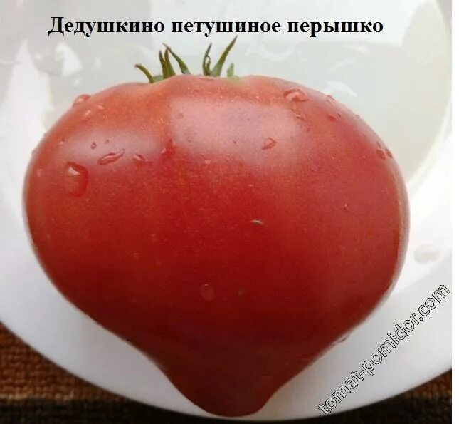 Пушистое перо птицы. Перья разных птиц. Красивые перья птиц. С перьями. Перышко.