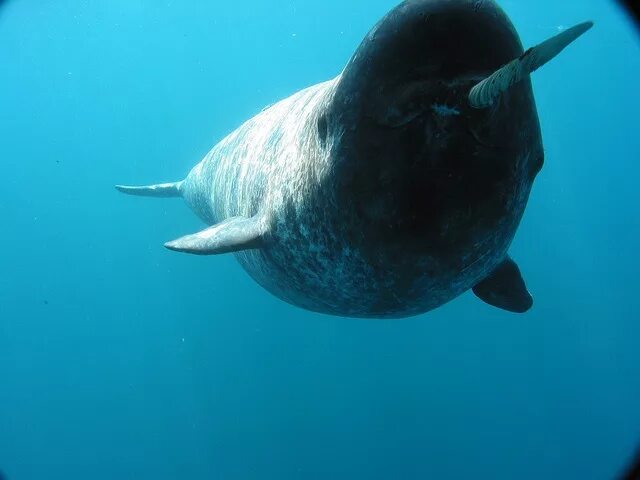 Resources for my paper: A fictional story about a narwhal named Nick. @satish Mr