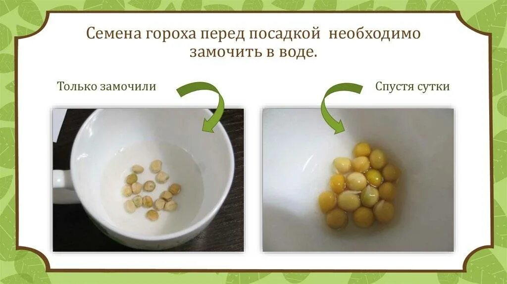 Как замачивать семена в воде перед посадкой. Семена гороха прорастание. Посадка семян гороха. Замоченные семена гороха. Подготовка семян гороха к посеву.