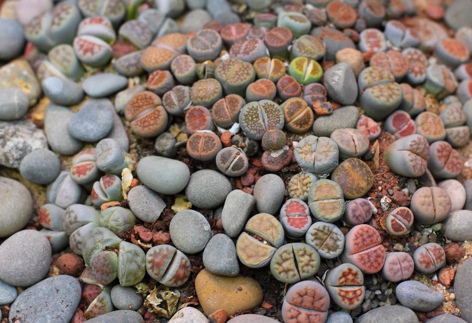 Морские живые камни. Литопсы. Живой камень, Литопс (Lithops species).