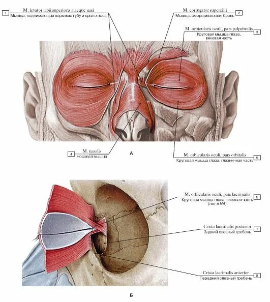 Мимические мышцы глаза анатомия. Круговая мышца глаза (m. Круговая мышца глаза (m. Функция слезной части круговой мышцы глаза:. Мышцы окружающие глазную щель.