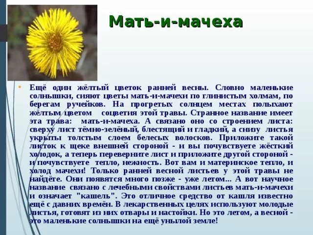 Мачеху друга алину пришел. Мачеху друга алину пришел. Поздравления с днём рождения падчерице. Поздравления с днём рождения мачехе. Мачеху друга алину пришел.