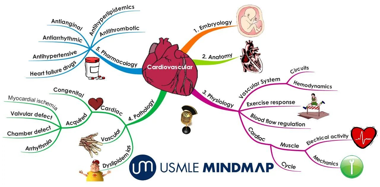 интеллект карта по теме кровеносная система. интеллект карта сердечно сосудистой системе. кровеносная система человека интеллект карта. интеллект карта на тему кровь. ментальная карта сердечно сосудистой системы.